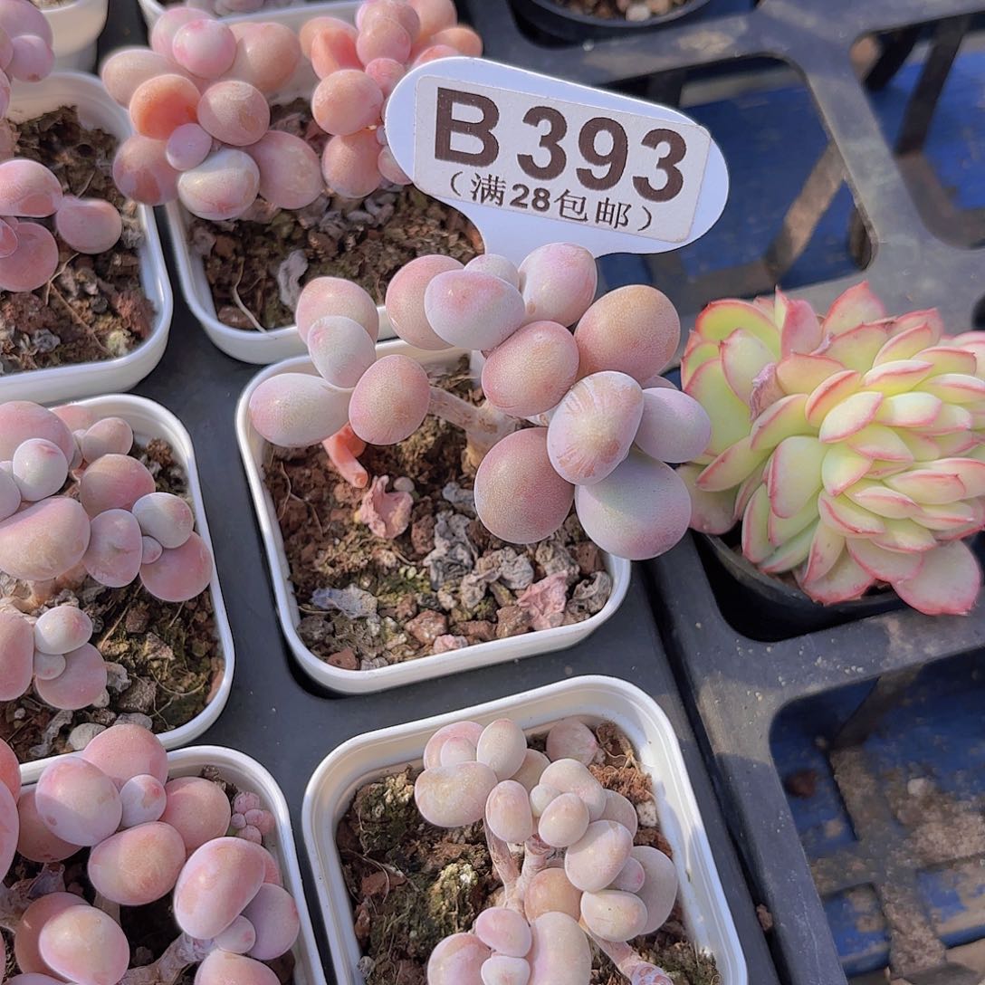 B393桃蛋一物一拍