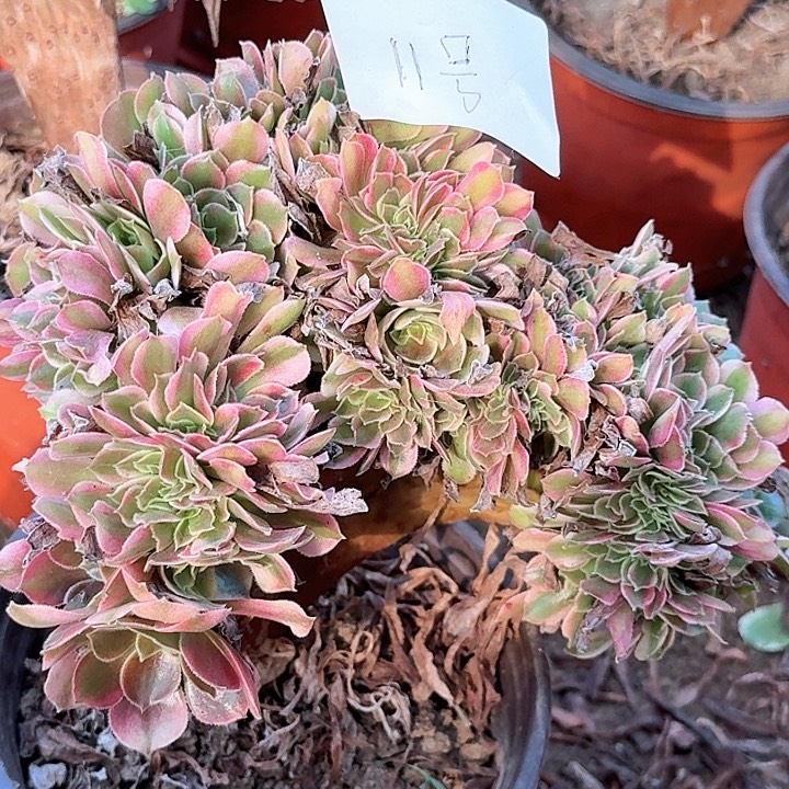 雅典娜缀化11号多肉植物