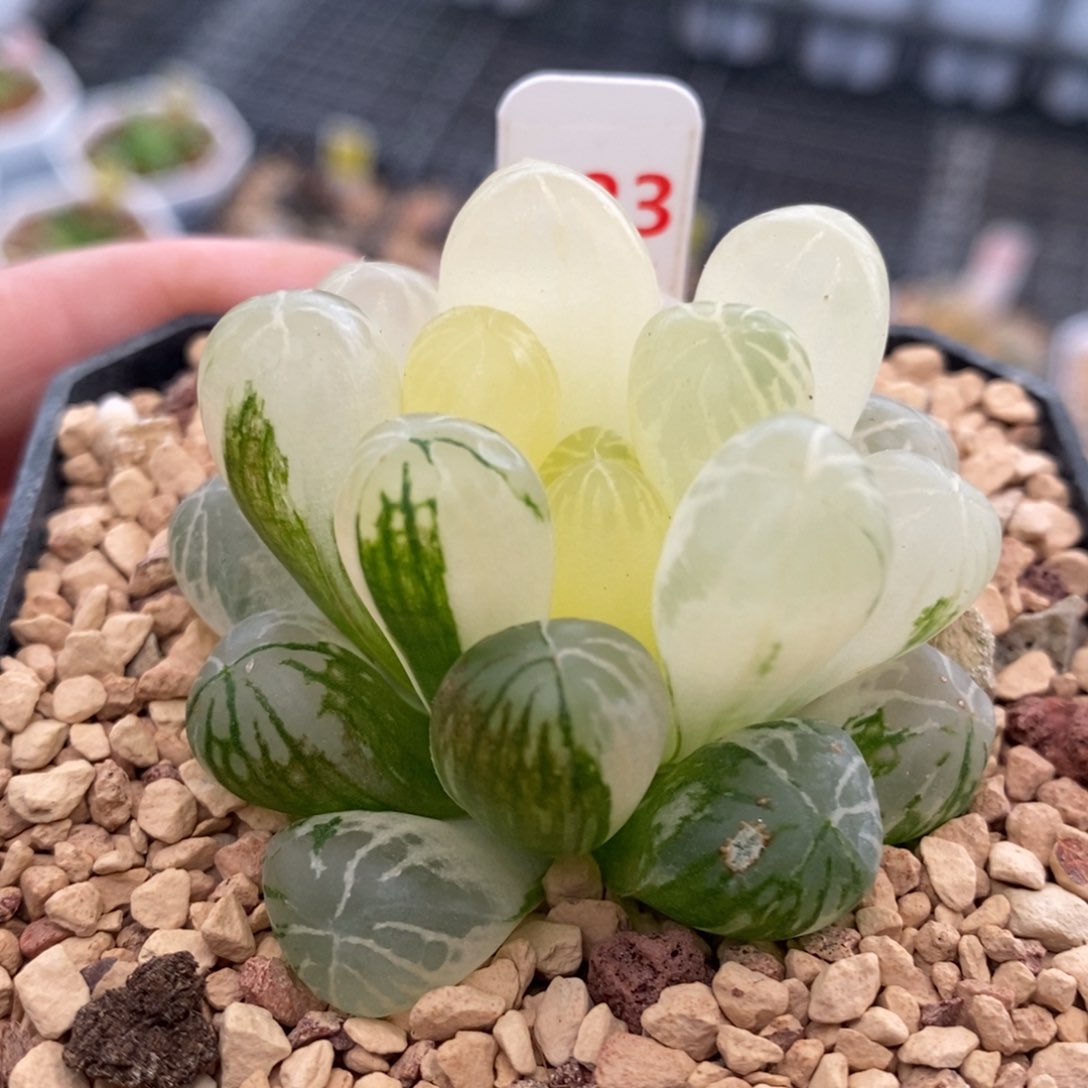 123号塑料皮玉露锦带盆