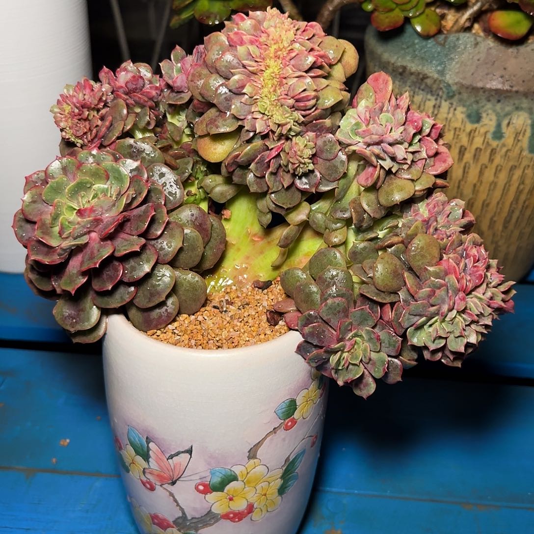 爆**?多肉植物不带盆发货