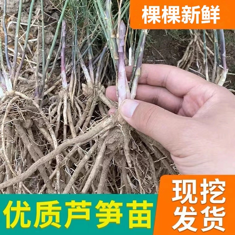 现挖芦笋根新鲜3年粗壮鲜活易活多年生阳台蔬菜秧苗种子正宗简单