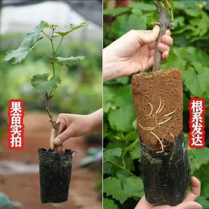 一物一拍一颗葡萄树苗