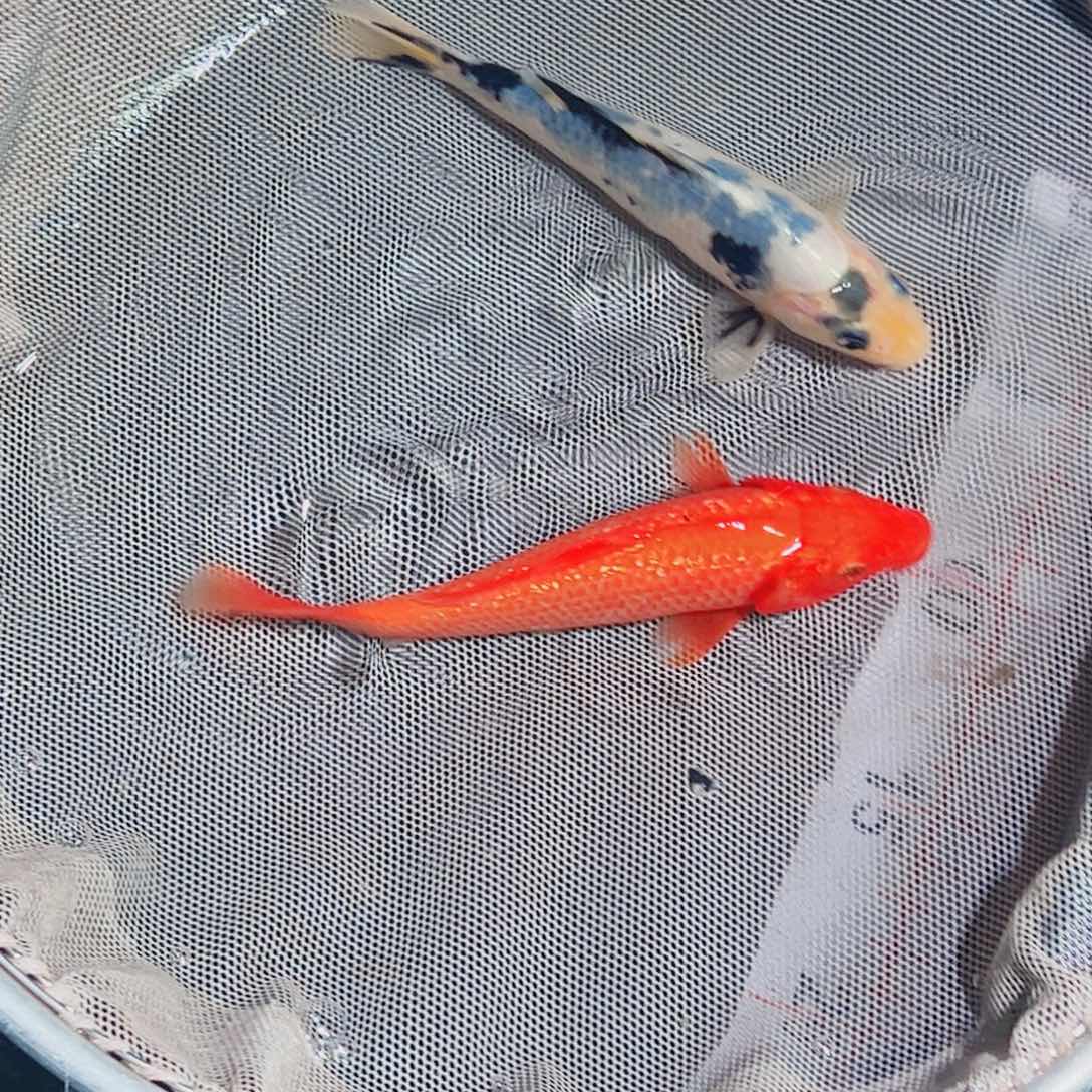 锦鲤锦鲤观赏鱼111