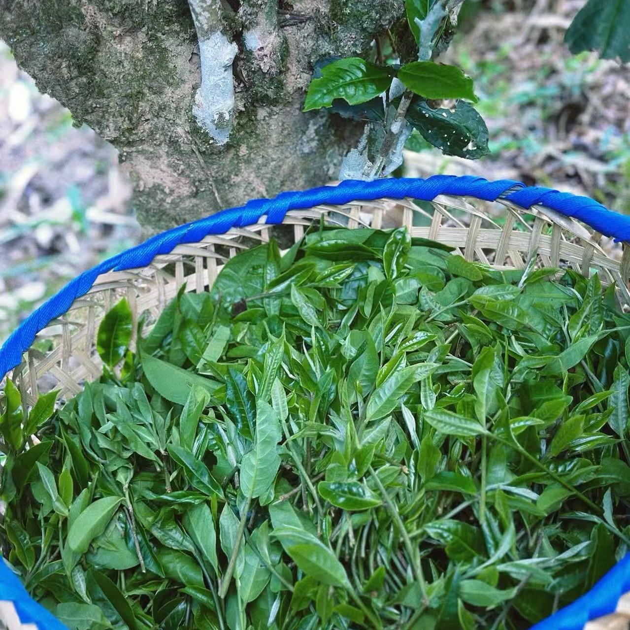 【花果蜜香 野韵十足】2025年易武铜箐河大树头春普洱生茶