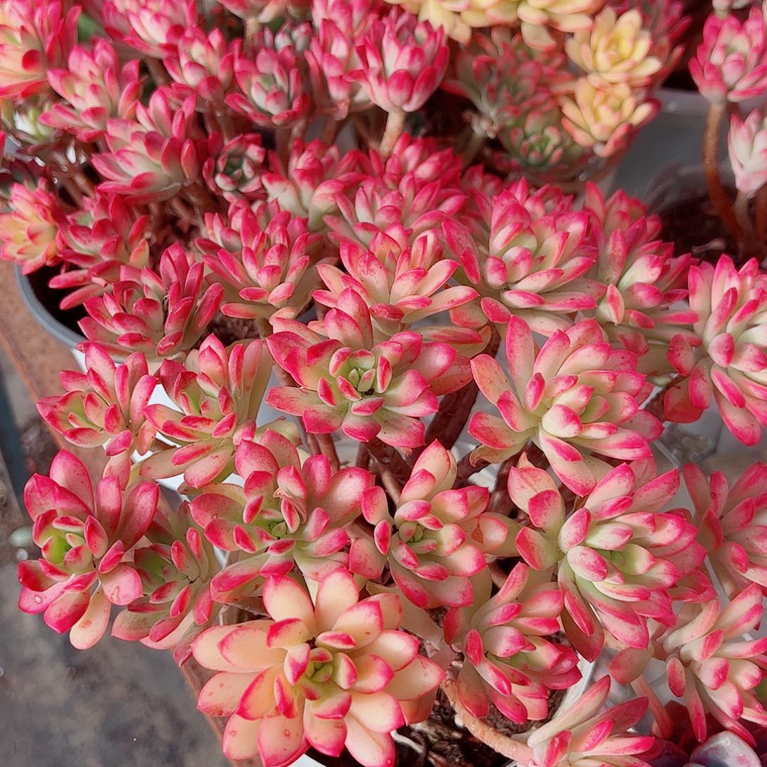 七彩云南叮当锦多头造型精品