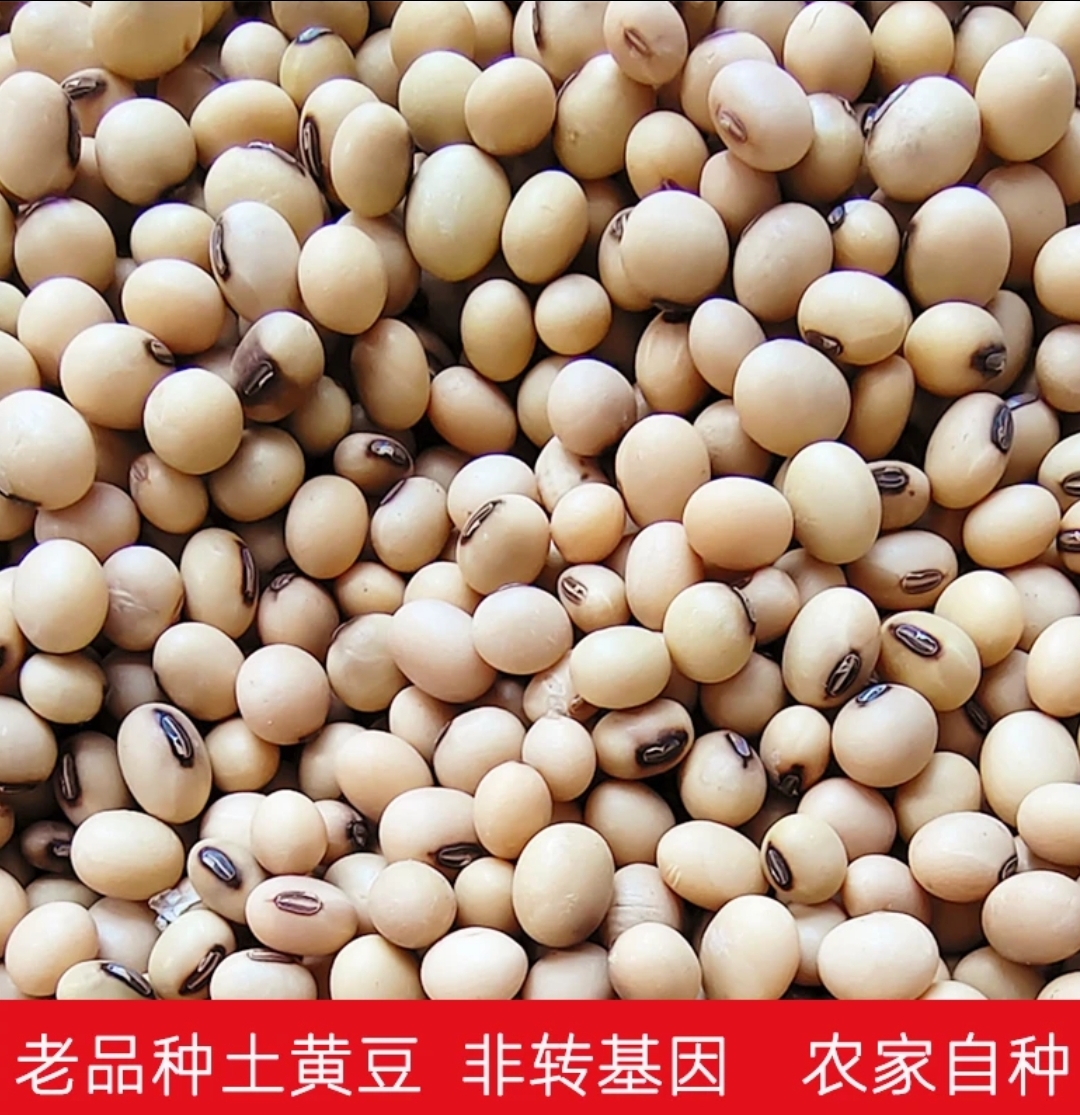 农家自种非转基因稀有小黄豆打豆浆发豆芽