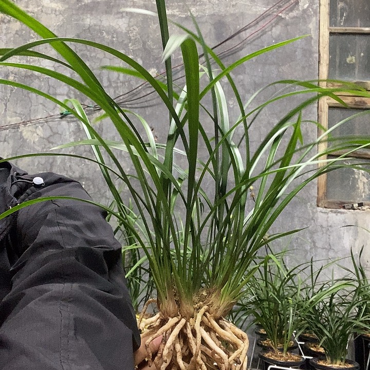 男***色完全开放生态建兰