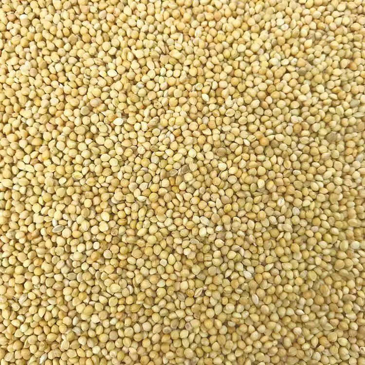 带壳黄谷子小米鸟食鸟粮