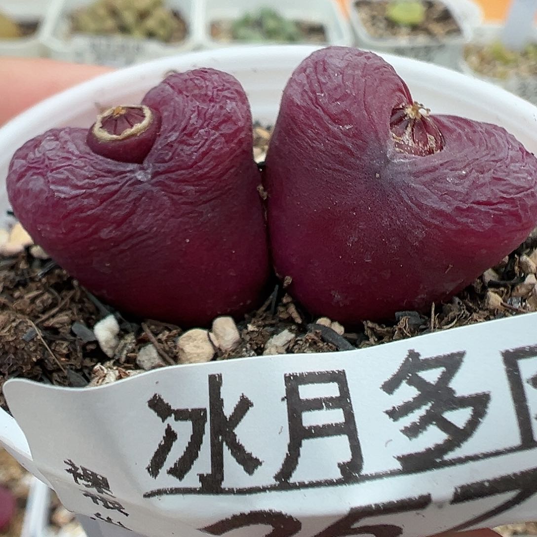 257双头毛汉尼带盆土发货