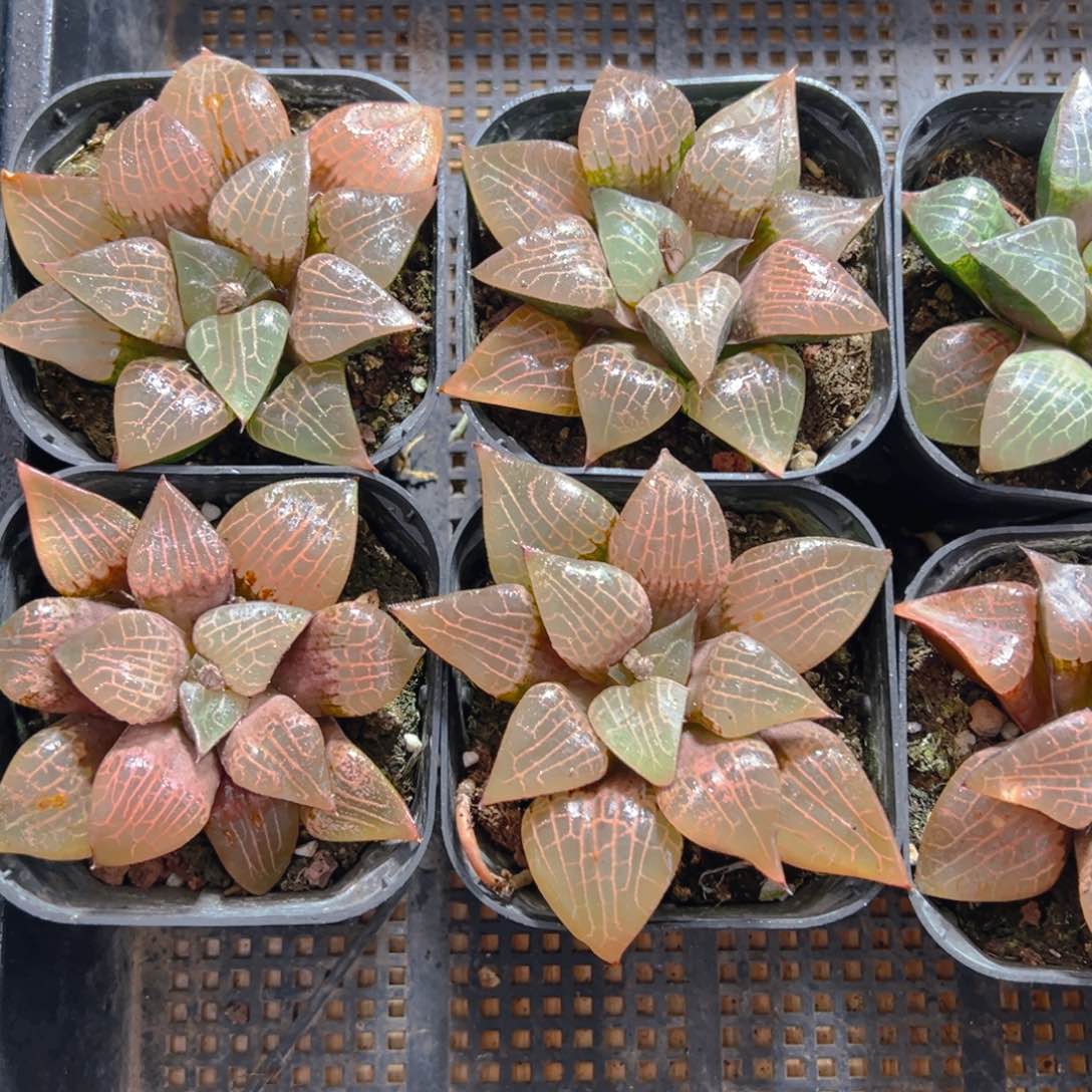 粉玻璃玉露多肉多肉一颗