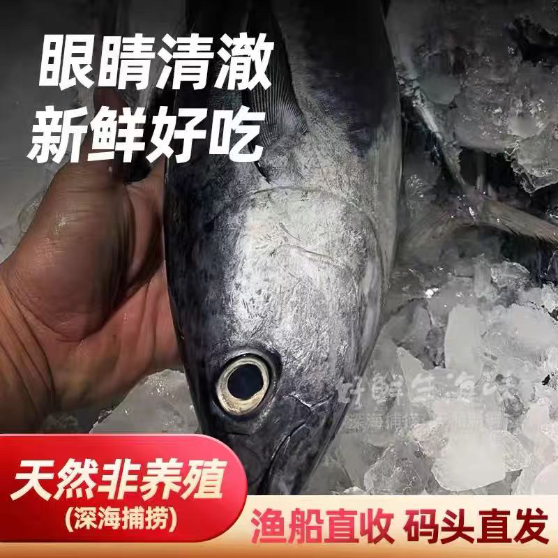 神泉本港照灯长翅鱼整条发货不帮杀广东包邮