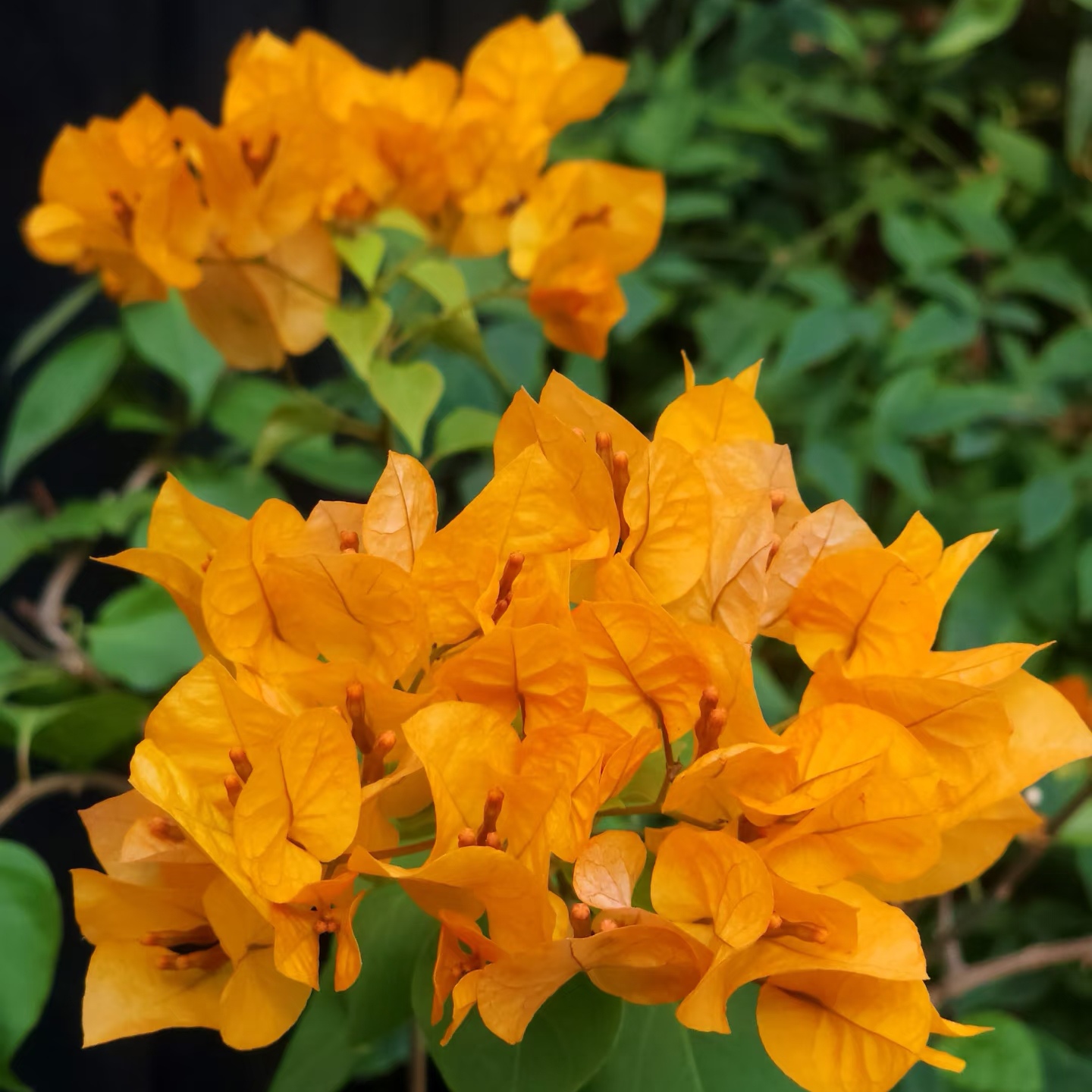 佰梅园 绿叶柠檬黄三角地扦插袋苗