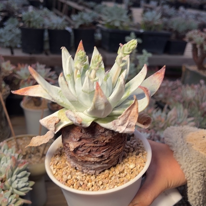 382赛丽那哈哈哈哈哈哈