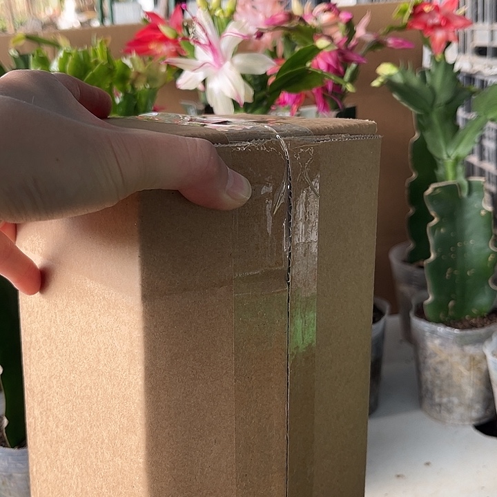 飞***星当前无花朵，栽培后可花朵盲盒