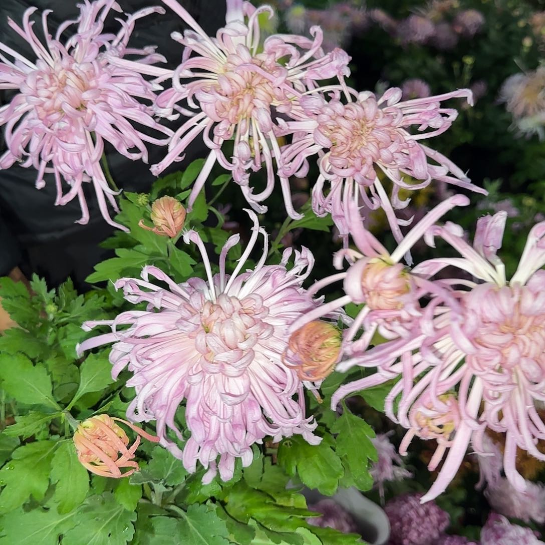 无花朵武芙蓉一颗