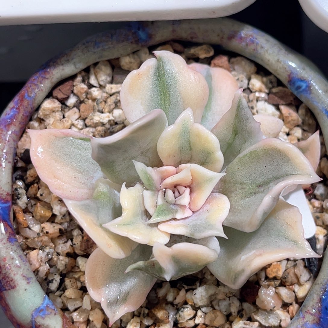 多肉特价丽娜莲头盖6924