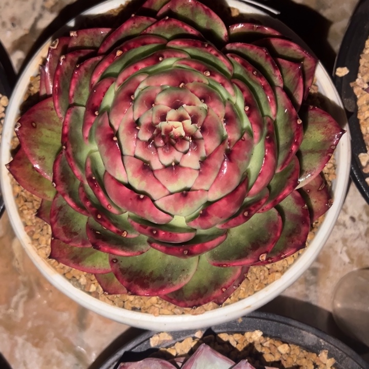 招***@多肉植物11111111