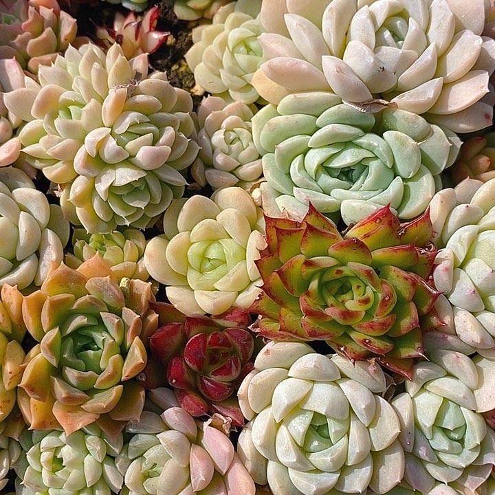 145 多肉植物盆栽花卉盆栽