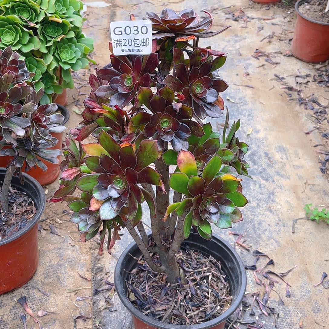 万*兴30黑法师多肉小损不包