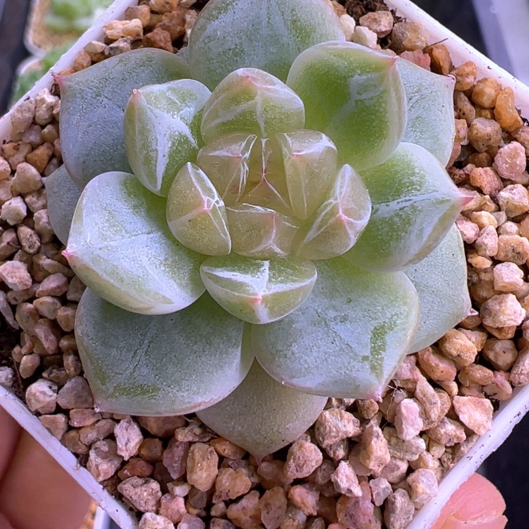 112号珍妮晗雨多肉植物