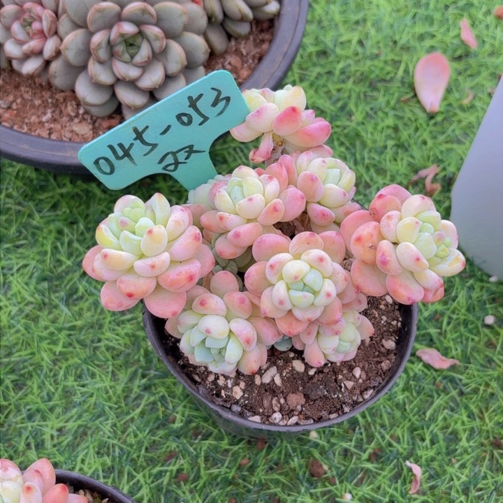 我的小可爱们都好可爱