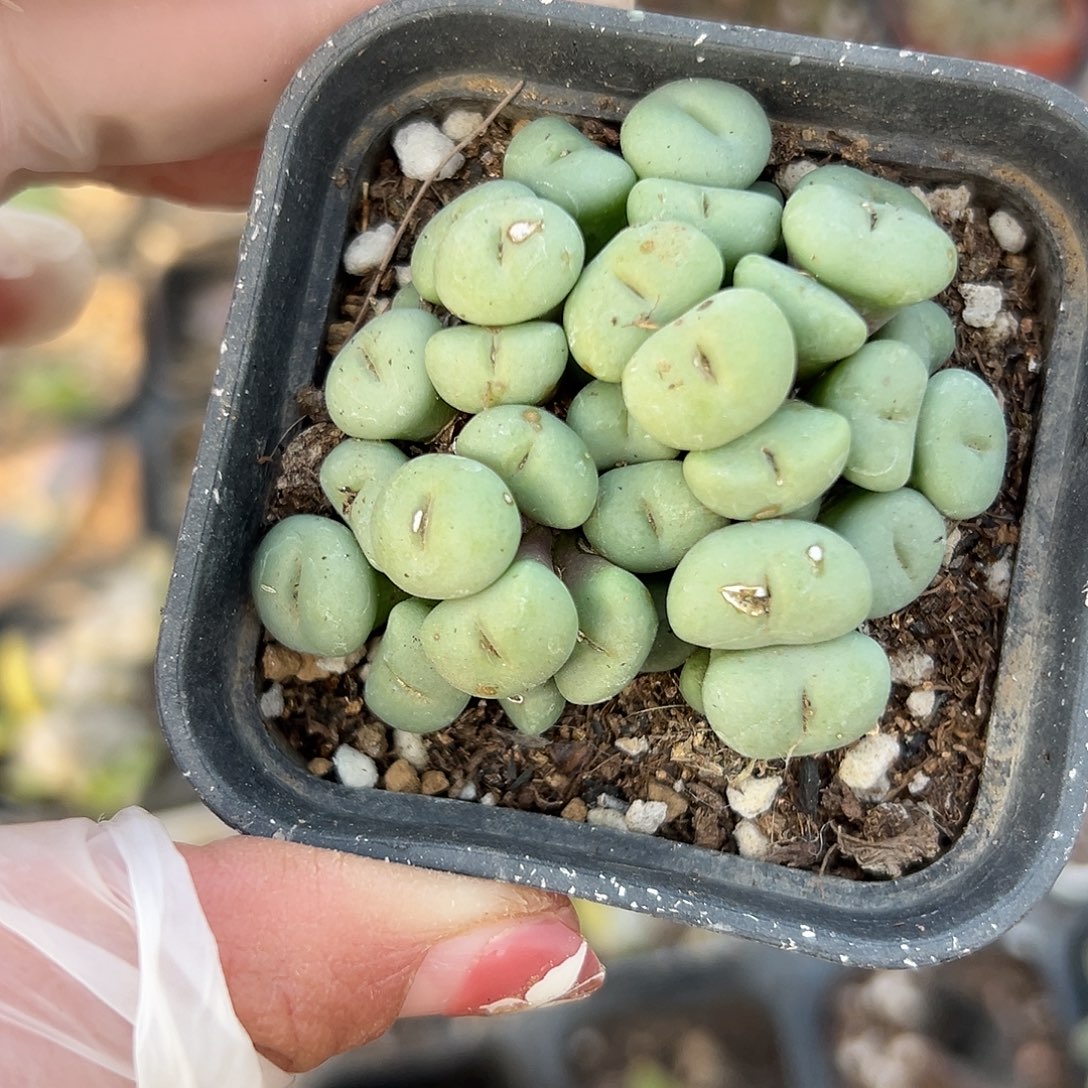 多肉植物小饼脸群