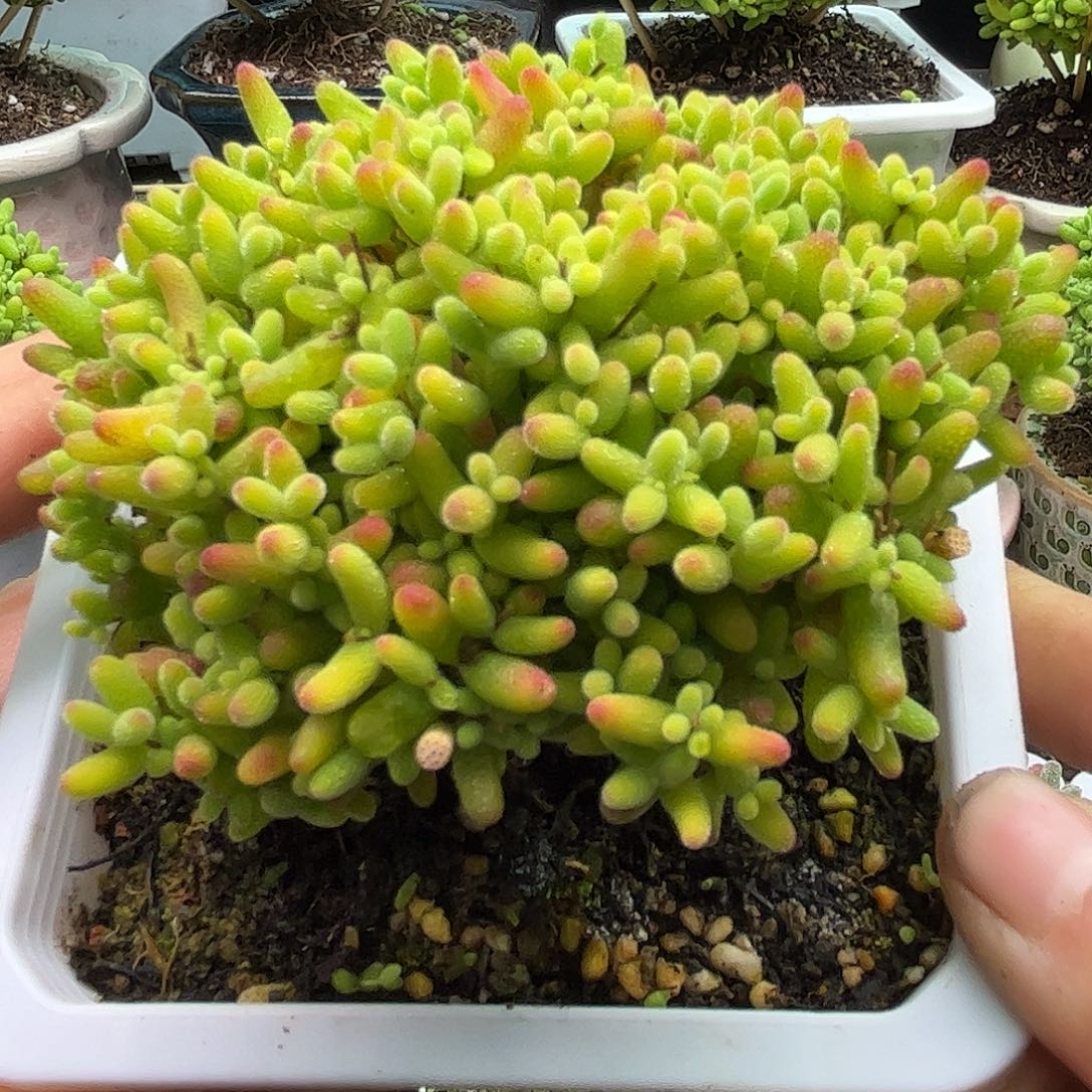 蜜桔糖球优选枝干番杏