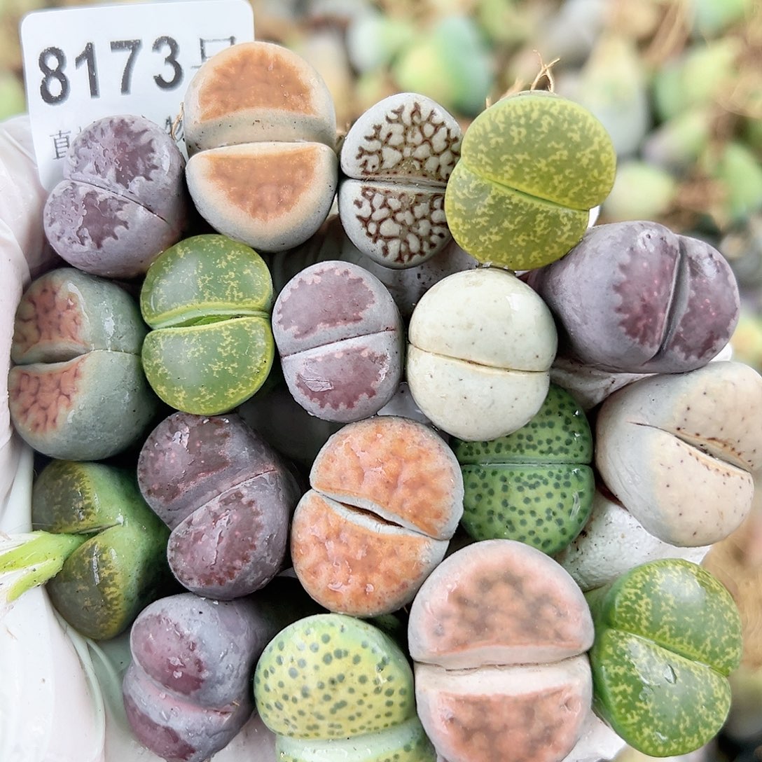 8173 好养易活生石花大母本18个