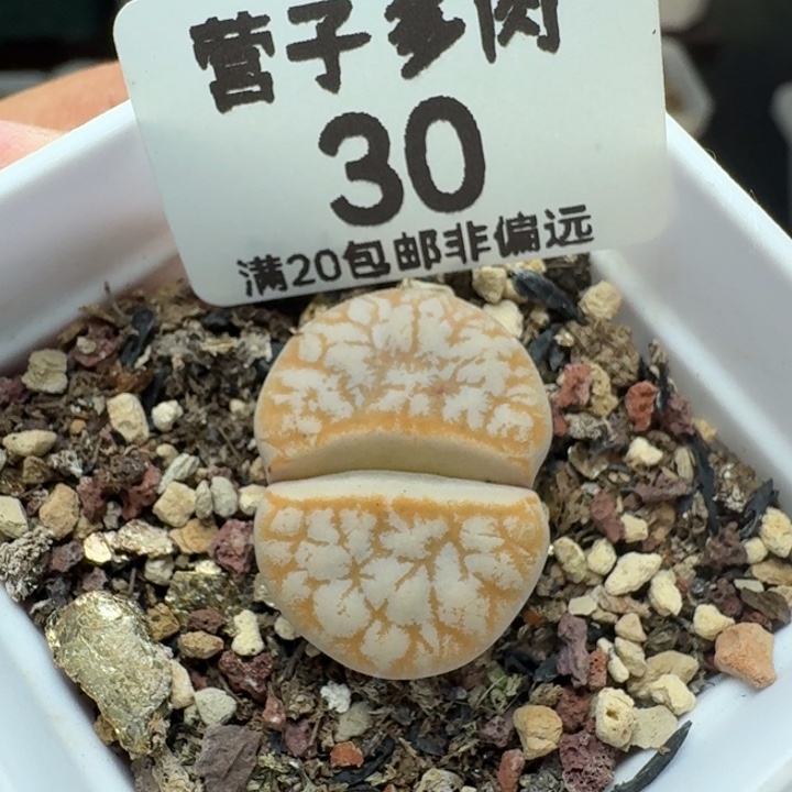 拿铁309A带盆土。         