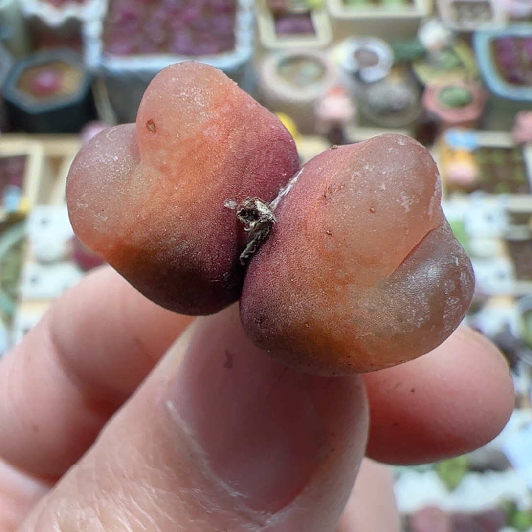 【闪购商品】228 吕氏