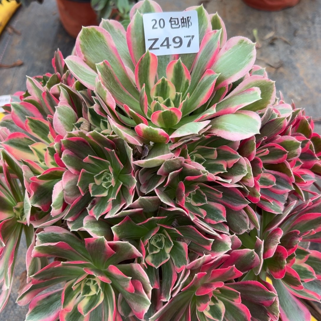 497女郎，多肉法师