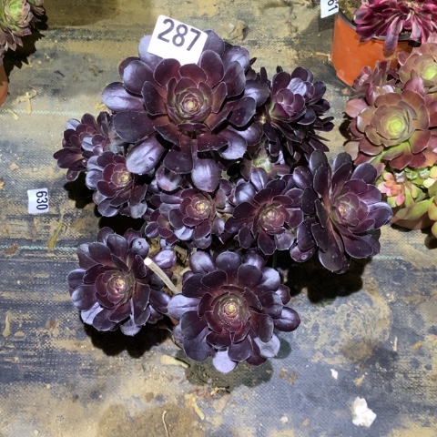 嘿圆叶多肉植物法师不包损