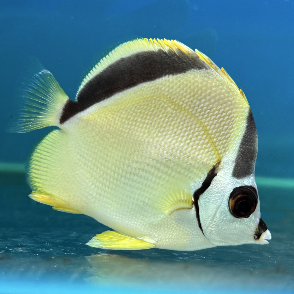 巴巴蝶海水鱼观赏鱼海缸鲽鱼