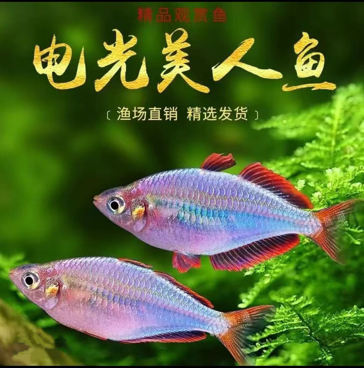 电光美人鱼紫红活鱼公鱼小型群游热带淡水观赏鱼新手易养鱼观赏鱼