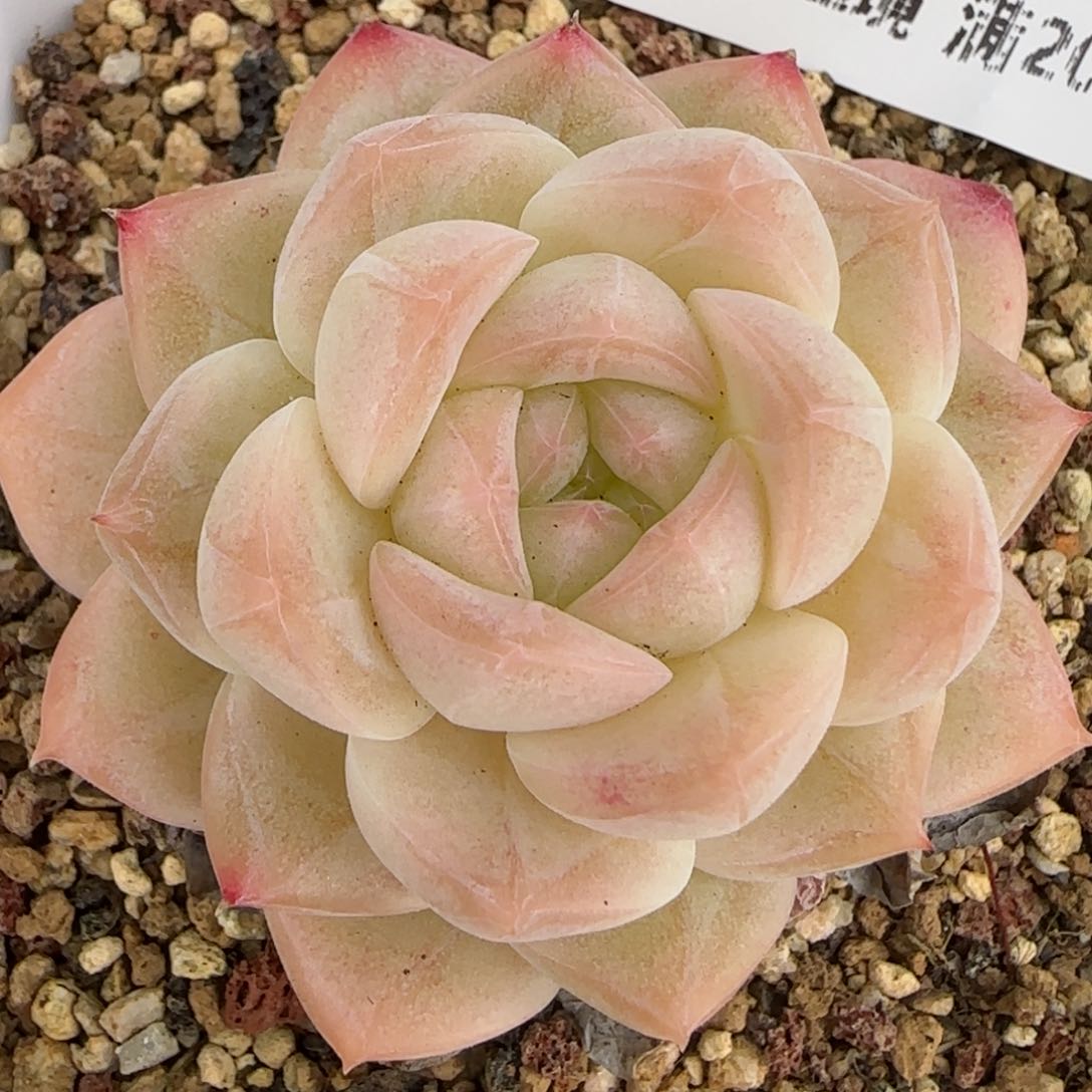 花语逸境0216-381