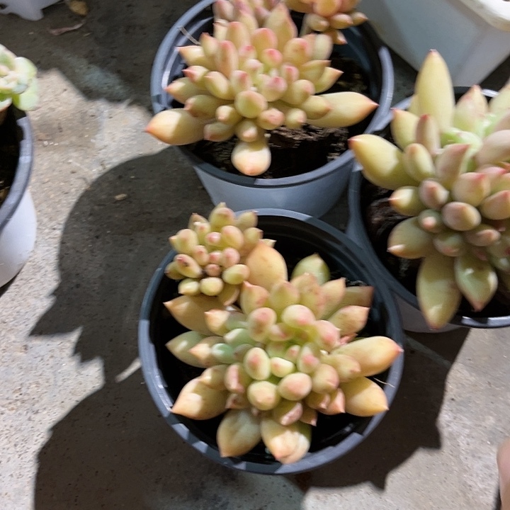 ****苗言子3个人与噢噢噢噢噢噢那你看看门口