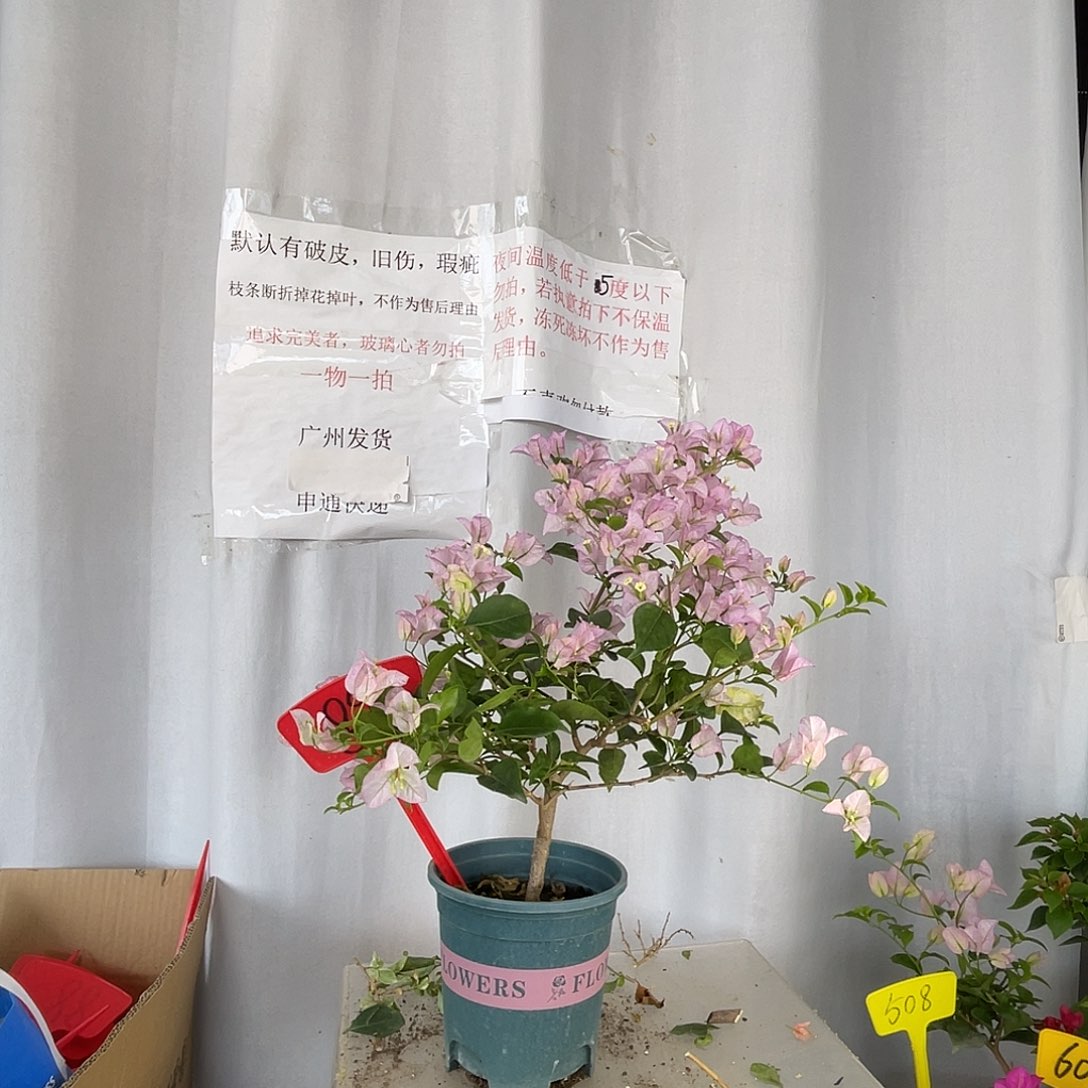 当前无花栽培后可以开花89绿叶丽娜盆苗