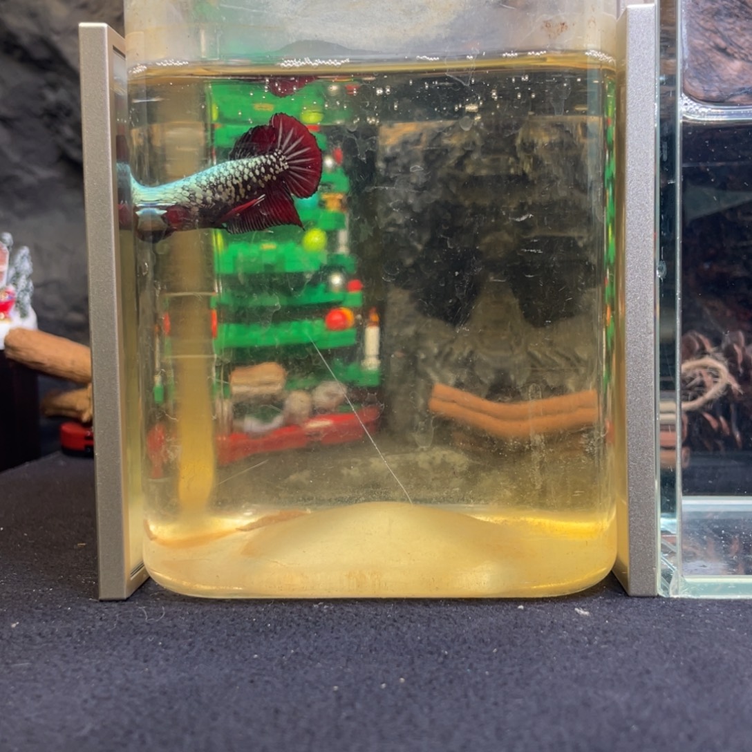 斗鱼十二月十日竞价