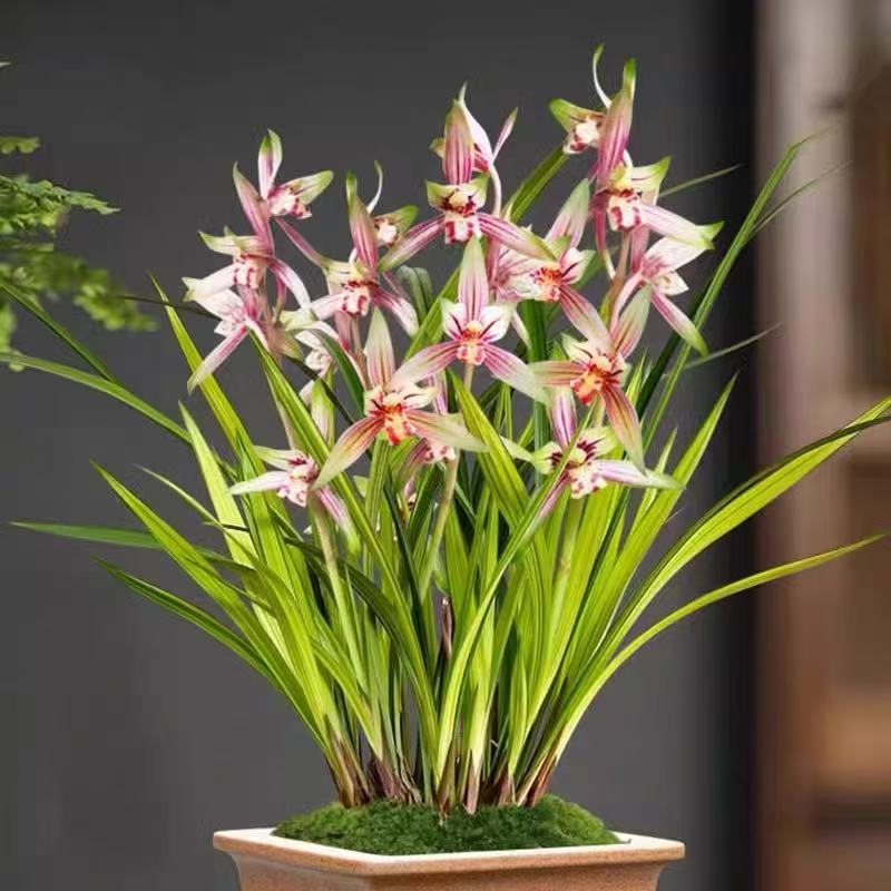 建兰【红贵妃】5花剑起浓香型金边线艺好养室内花卉盆栽