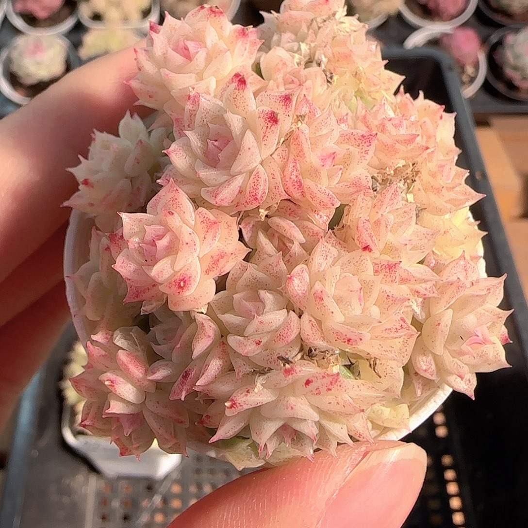 多肉1211-98优选麦秆群