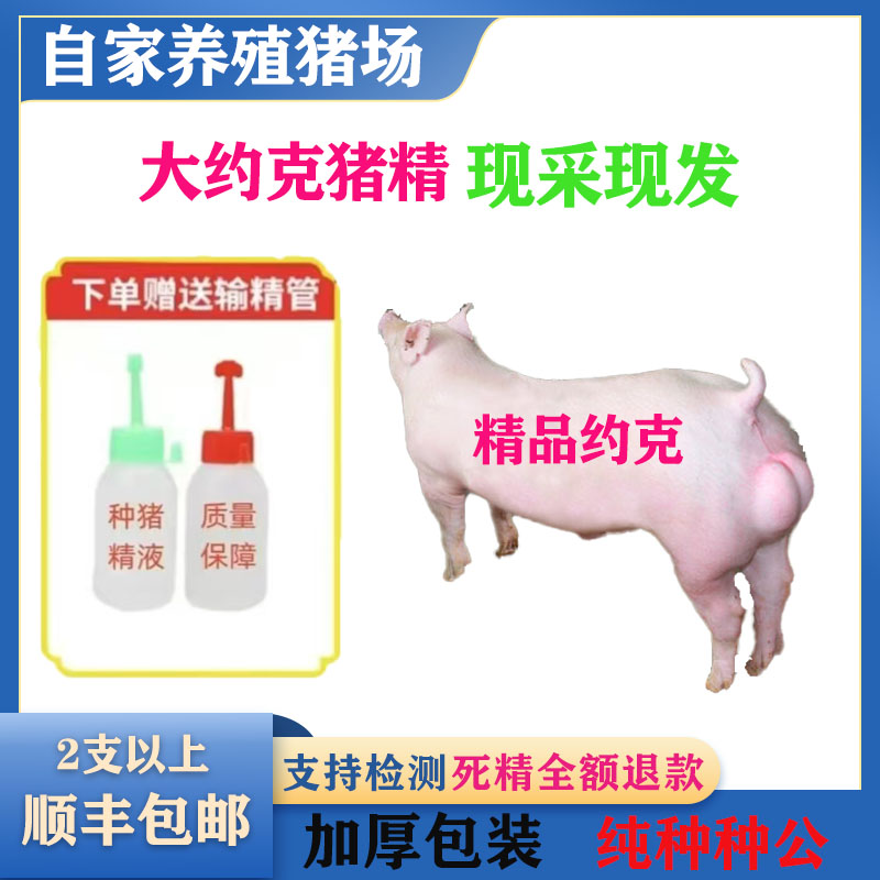 （大约克）种猪优质精液批发品种可选一件包邮原种恒温箱发货包对版