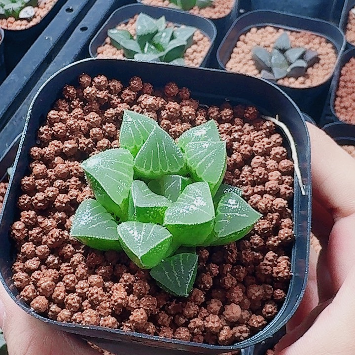小***枣十二卷实生特选福利