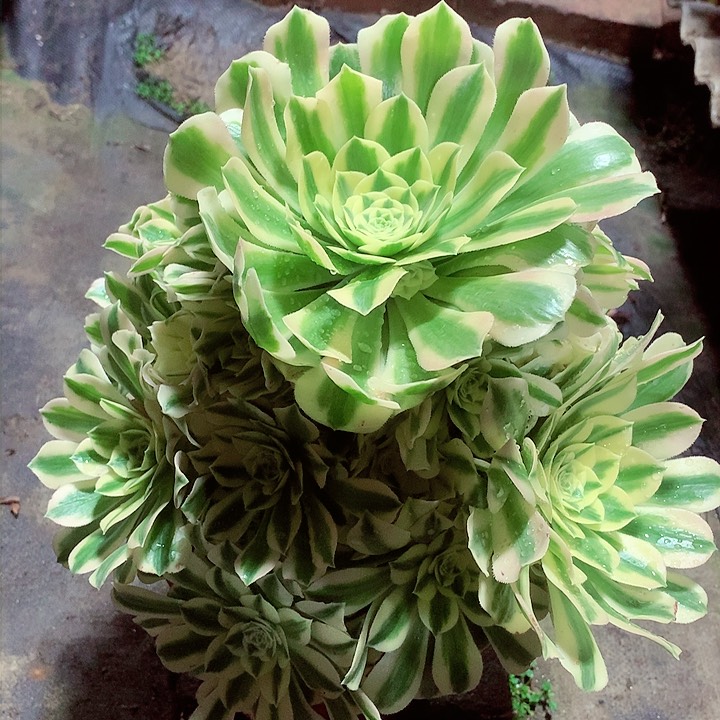 迈巴赫，多肉植物