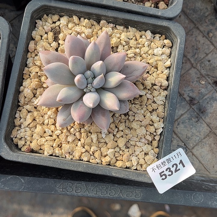 阿雅园艺。        5321哥特