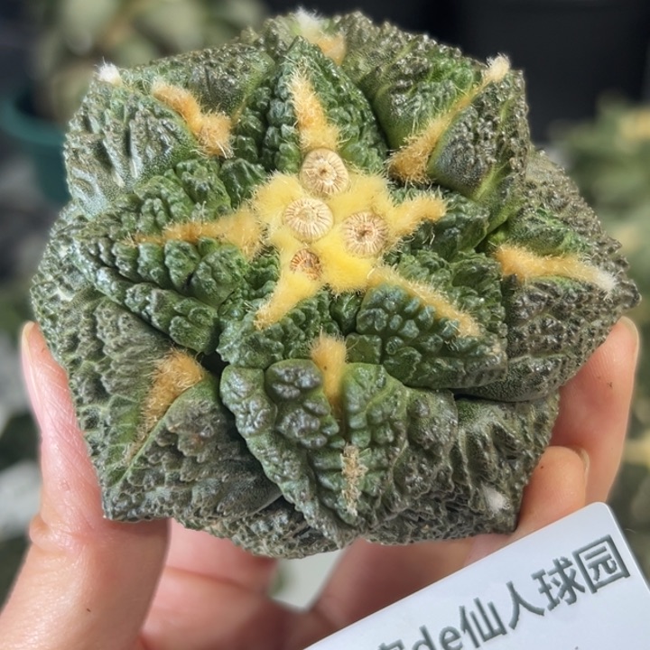 446 无根 晾3-5日后发货