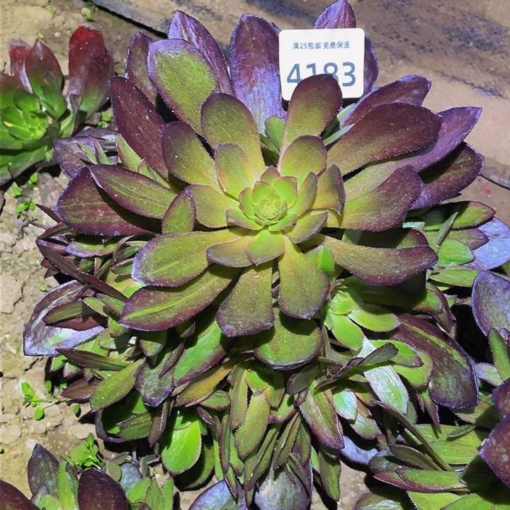 4183花无缺多肉植物