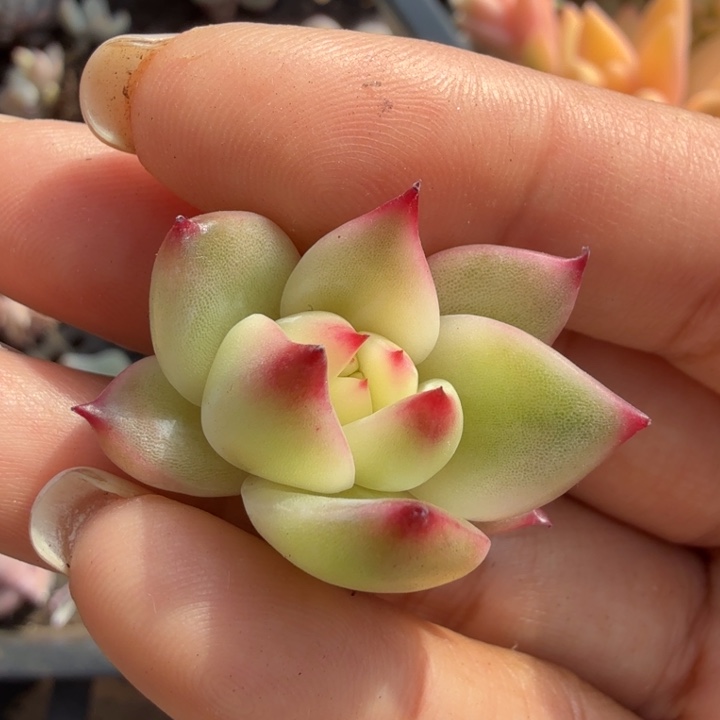 罗宾锦可以帮嫁接上
