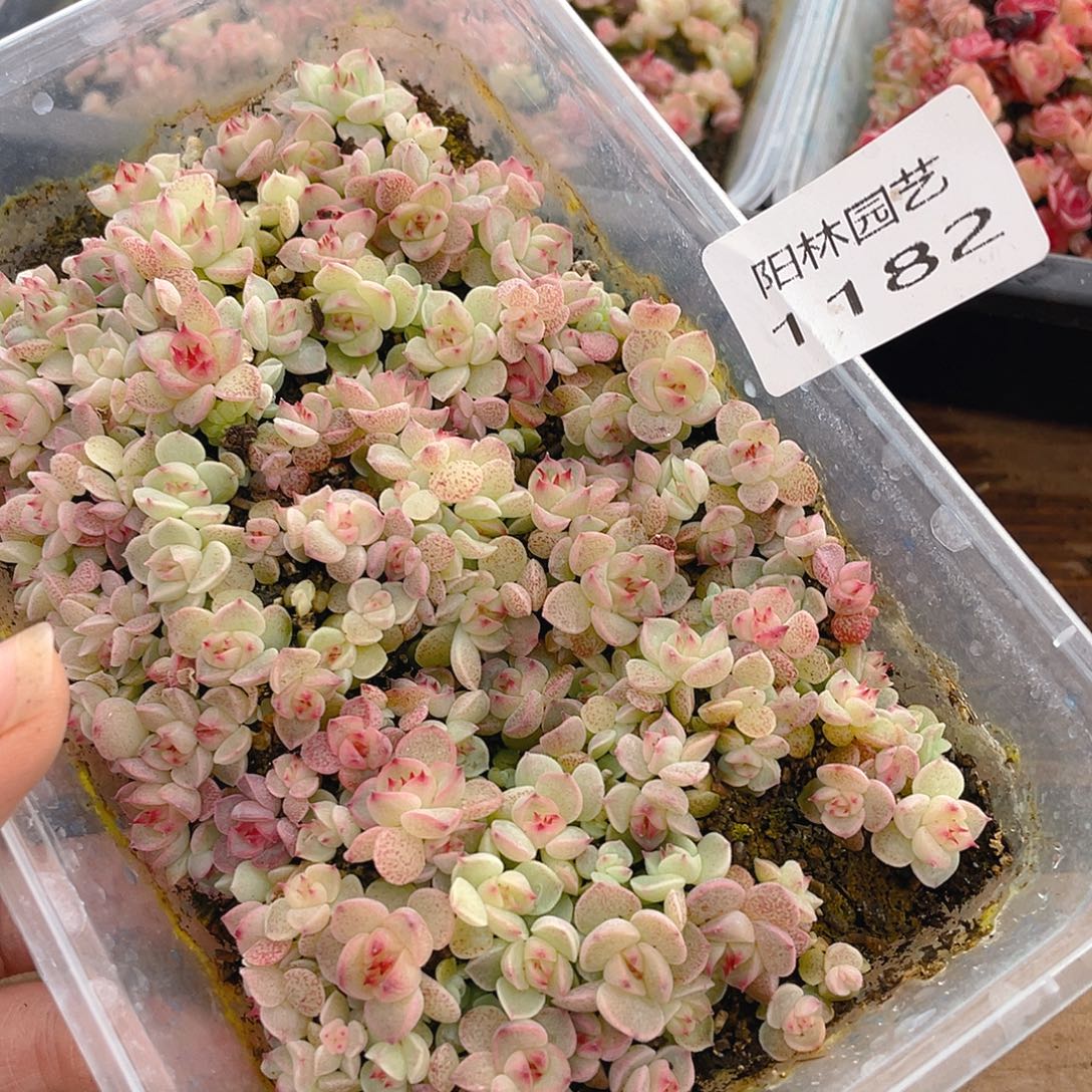多肉植物多肉植物1182