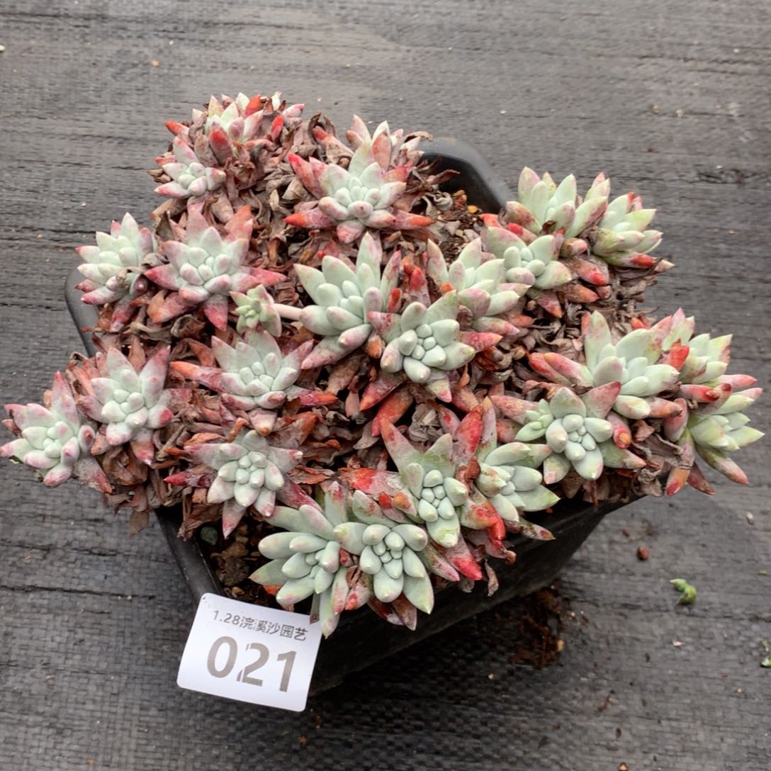 白姆，2月8日发货，新年快乐