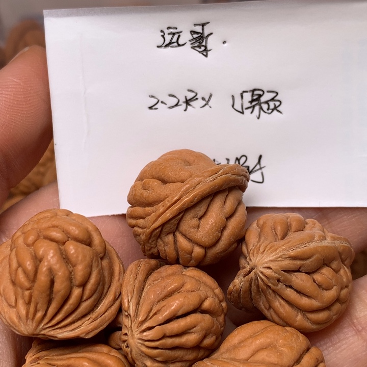 野生龙纹桃核霸王龙22尺